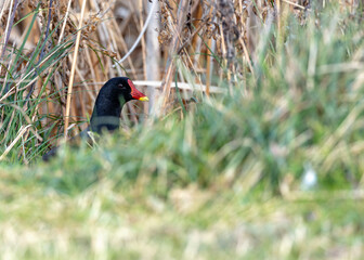 Moorhen (Gallinula chloropus) - Found across Europe, Asia & parts of Africa