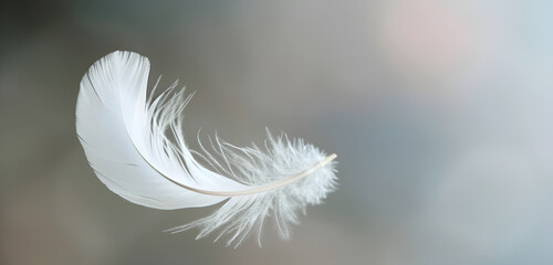 white feather on blue background