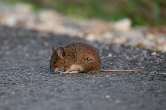 Waldmaus (Apodemus sylvaticus) auf Radweg