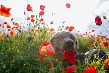 lying dog resting in the middle of poppy field during the sunset