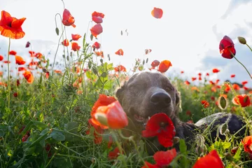Gardinen lying dog resting in the middle of poppy field during the sunset © Victoria