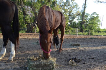 caballo comiendo