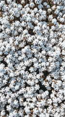 A field of white cotton flowers blossoming gracefully. Generative AI