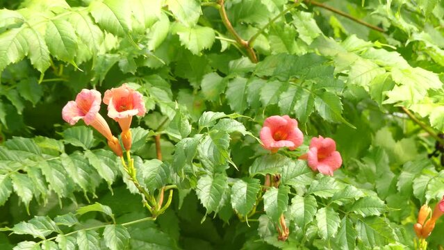 Campsis radicans (trumpet vine or trumpet creeper, also known in North America as cow itch vine or hummingbird vine), is species of flowering plant of family Bignoniaceae.