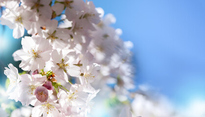 Beautiful white Sakura blossoms in springtime. Spring seasonal Floral background with soft-focused...