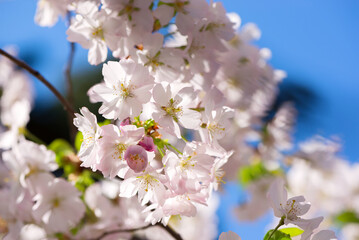 Beautiful white Sakura blossoms in springtime. Spring seasonal Floral background with soft-focused...