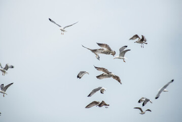 Seagulls in flight in the port waiting for the fishing boats