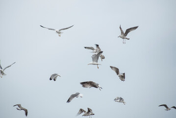 Seagulls in flight in the port waiting for the fishing boats