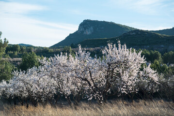 Almond blossoms with the sky in the background - 784770788