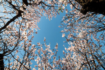 Almond blossoms with the sky in the background - 784770794