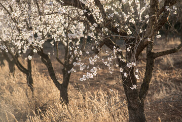 Almond blossoms with the sky in the background - 784770796