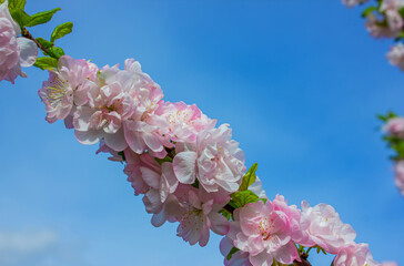 Blooming pink Sakura branch close-up in the rays of sunlight against blue sky with copy space.
