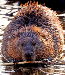 A close up portrait view of an North American beaver, Ontario, Canada
