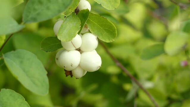 Symphoricarpos albus is species of flowering plant in honeysuckle family known by common name common snowberry. It is native to North America.