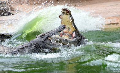 Walczące krokodyle nilowe - obrazy, fototapety, plakaty