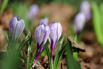 Crocus flowers bloom in the spring garden, violet saffron