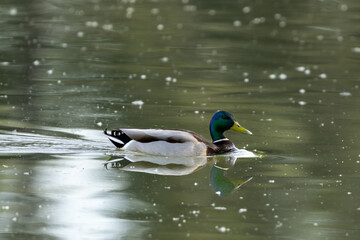 Stockente im See