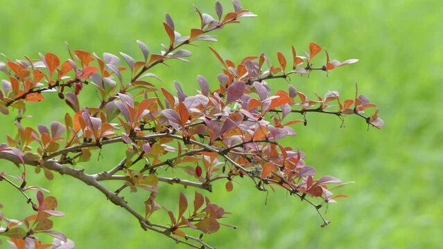 Berberis vulgaris, also known as common barberry, European barberry or simply barberry, is a shrub in the genus Berberis. It produces edible but sharply acidic berries.