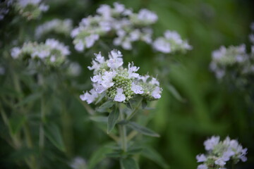 Blühende Blumen