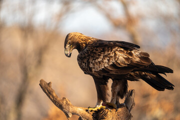 Golden eagle snow looking for food