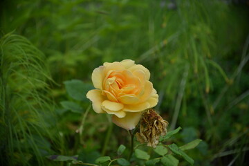 Romantische Gartenrose-Einzelne Gelbe Rose im Garten