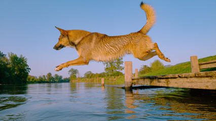 CLOSE UP: Dog flies in the air as he jumps off the wooden river pier into water