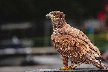 Closeup portrait of a premature Bald Eagle
