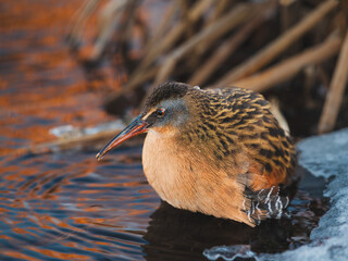 Closeup portrait of a Virginia Rail