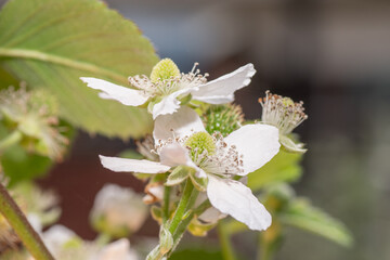 White flowers on a rubus plant.
