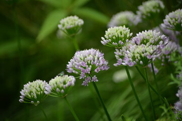 Tanz der Blütenbälle-Weiße Zierlauch-Blüten