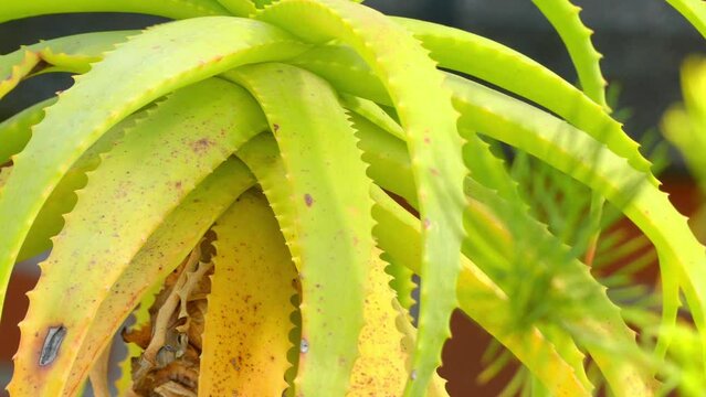 Aloe arborescens (krantz aloe, candelabra aloe, tree-like) viridifolia is species of flowering succulent perennial plant that belongs, which it shares with well known and studied Aloe vera.