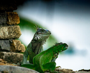 Duo d'iguanes sur mur en briques