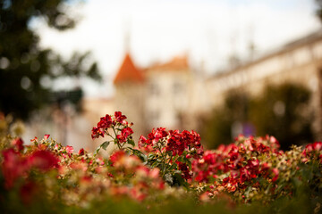 Red small geranium-like flowers against the background of a castle with orange roofs and sharp...