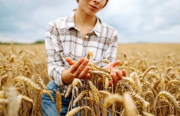 Woman  farmer checking the quality of wheat grain on the spikelets at the field. Woman farm worker...