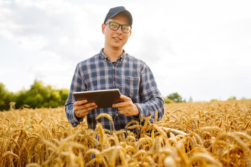 Naklejka na ściany i meble Farmer using digital tablet while standing in his growing wheat field. Smart farm.