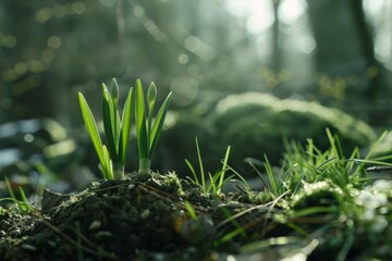 Emerging Life: The First Signs of Spring as Bulb Plant Shoots Pierce the Earth's Surface