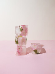 Creative arrangement of pink flowers in four ice cubes on pastel pink background. Sunny day concept.