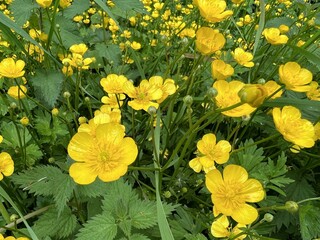 yellow flowers in the garden