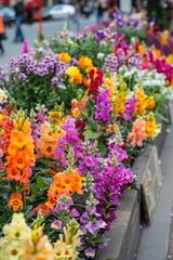 Urban Oasis: Snapdragons in Full Bloom Along the Sidewalks, Bringing Life to the City in Spring