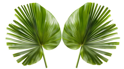 Green fan palm leaves. Palm fronds isolated on white background - 784783746
