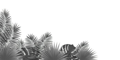 Palms and monstera leaves silhouettes vector illustration. Tropical amazon rainforest plants overlay on a transparent background. Decorative design elements for beauty and fashion posters, mockups