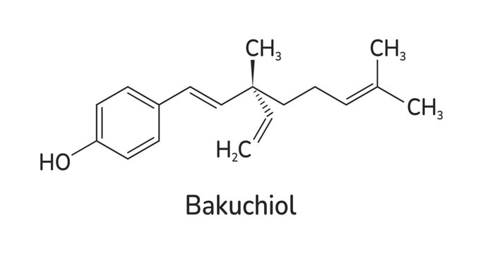 Bakuchiol skeletal formula vector illustration. Meroterpene chemical structure. A natural alternative to retinol molecule image and text. Can use for medical, cosmetic and scientific designs.