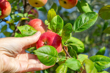 A farmer harvests ripe red apples in an orchard.