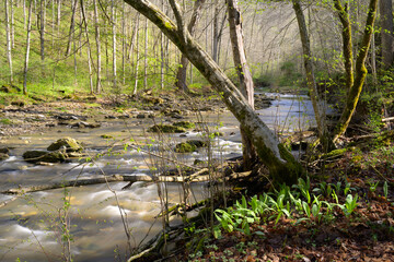 A swift running creek flowing through a forest in the spring. Surrounded by trees and fresh green growth in the early morning. landscape