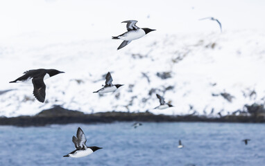  guillemots in flight against snow covered arctic landscape