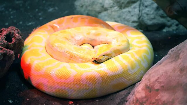 Royal Yellow python lying open-eyed in the terrarium at the zoo.