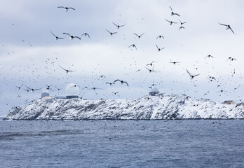 Vardo, Norway:  large flock of birds at the seaside