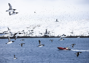 Vardo, Norway: transport boat  among flock of guillemots in flight