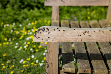 Flies on a park bench in the springtime