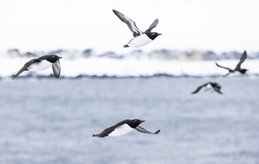  guillemots in flight